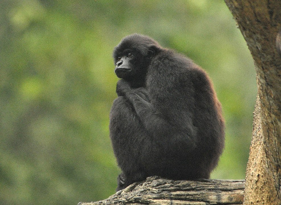 Kloss's gibbon sitting on a tree branch