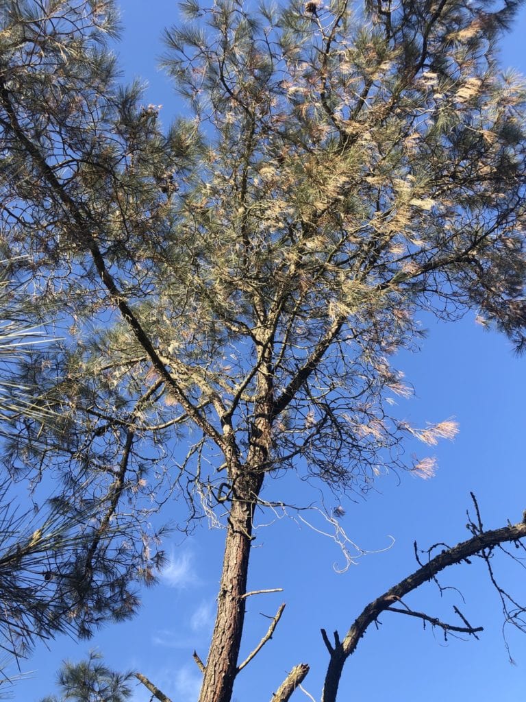 Gray Pine Tree also known as Towani Pine, Foothill Pine, and Digger Pine (Pinus sabiniana)