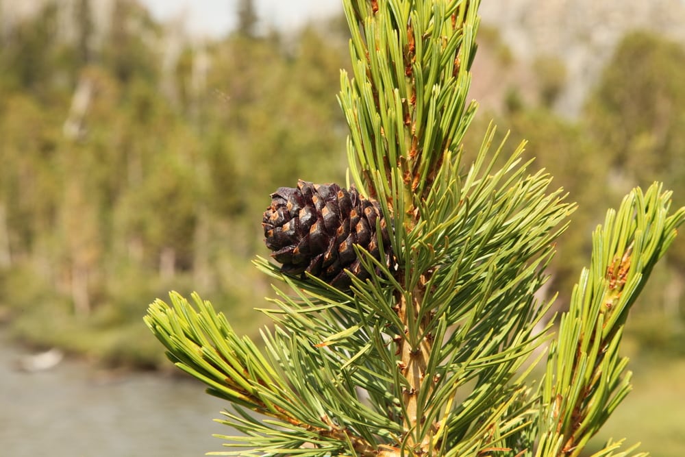 Whitebark Pine Tree also called Pitch Pine, Creeping Pine, and Scrub Pine (Pinus albicaulis)