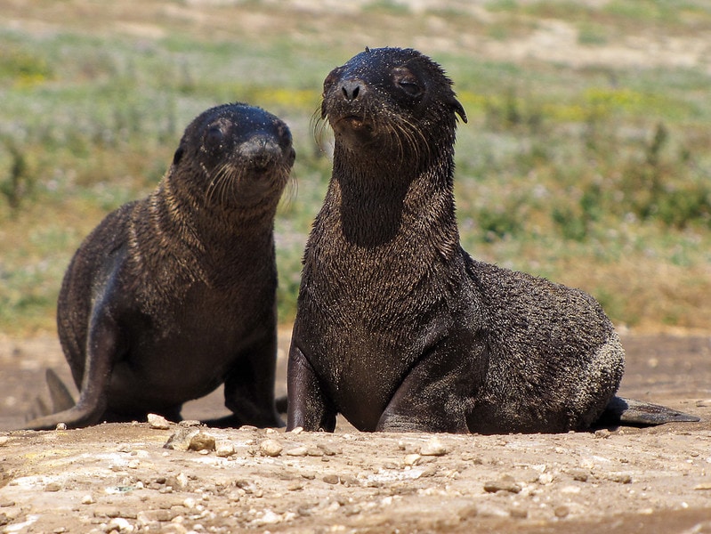 Guadalupe Fur Seal (Arctocephalus townsendi) walking on the ground