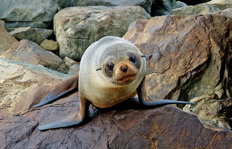 New Zealand fur seal (Arctocephalus forsteri) on top of a rock