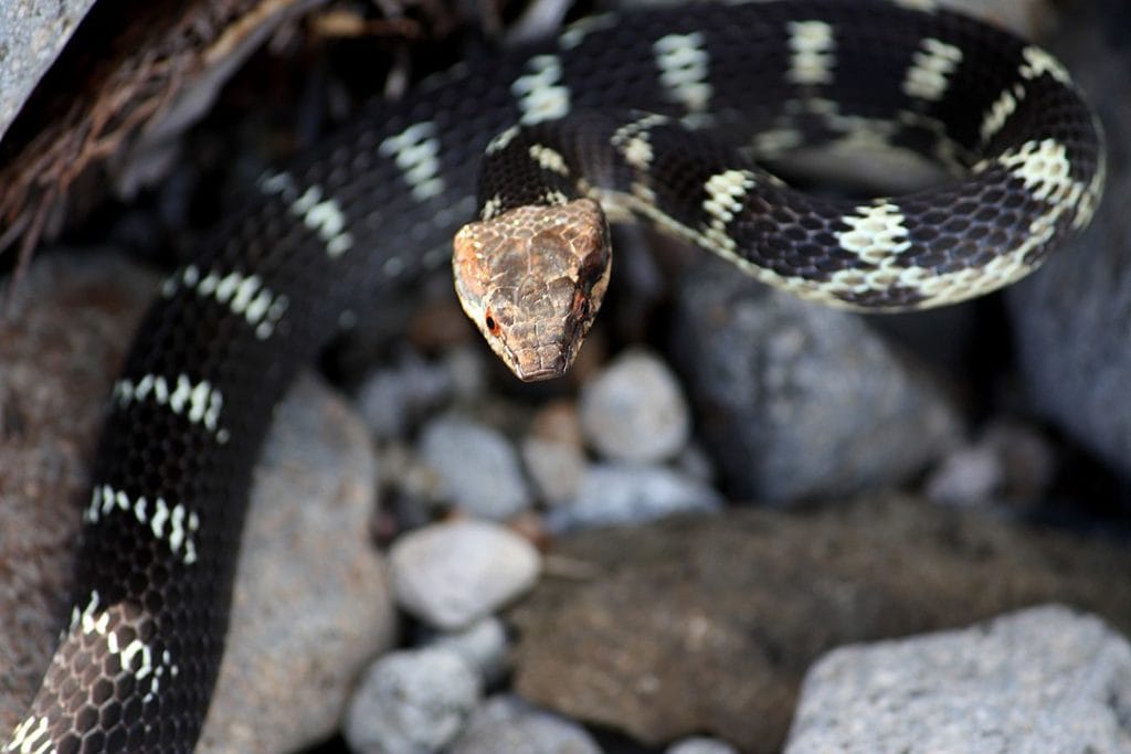 Antiguan racer snake