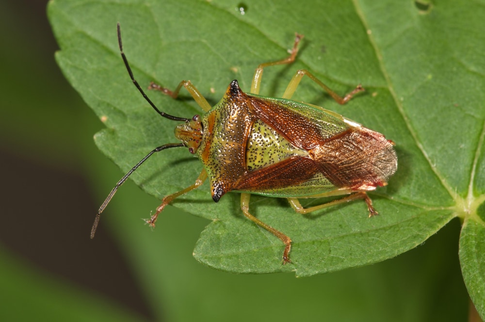 Stink Bug from subfamily Phyllocephalinae