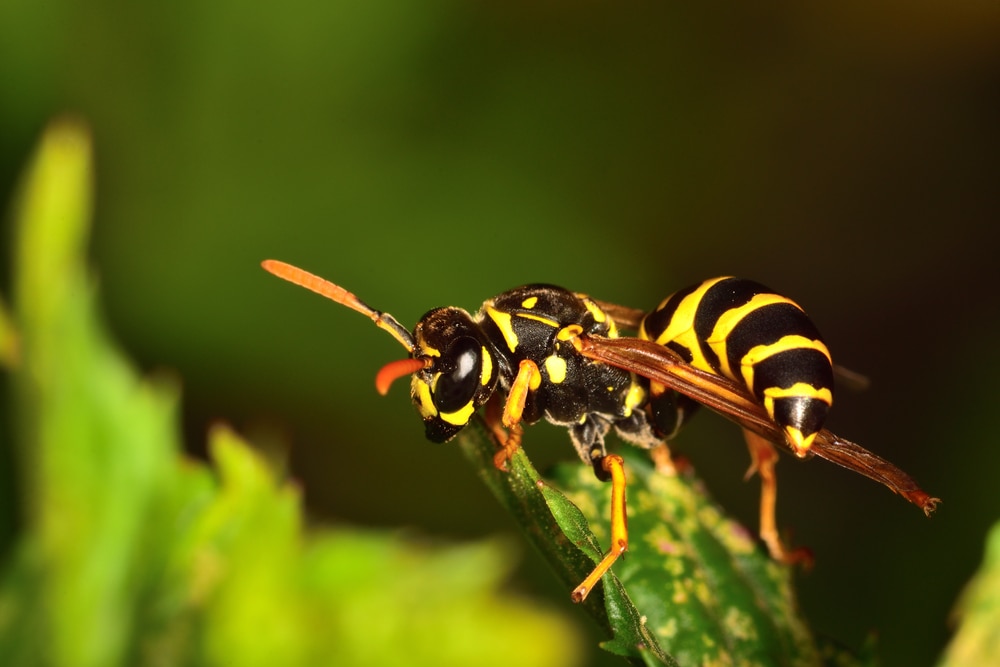 Close up photo of yellow and black striped wasp