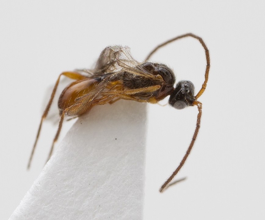 Diaprioid wasps in white background