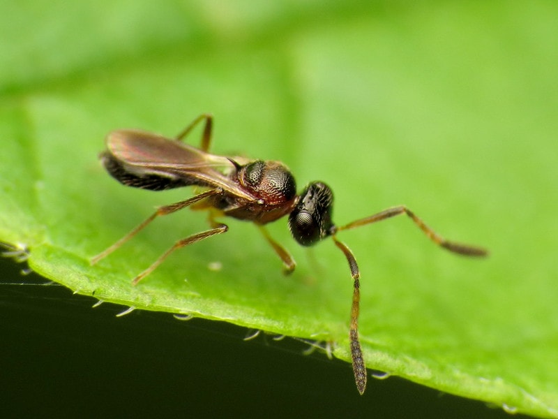 Platygastrid wasps on a leaf