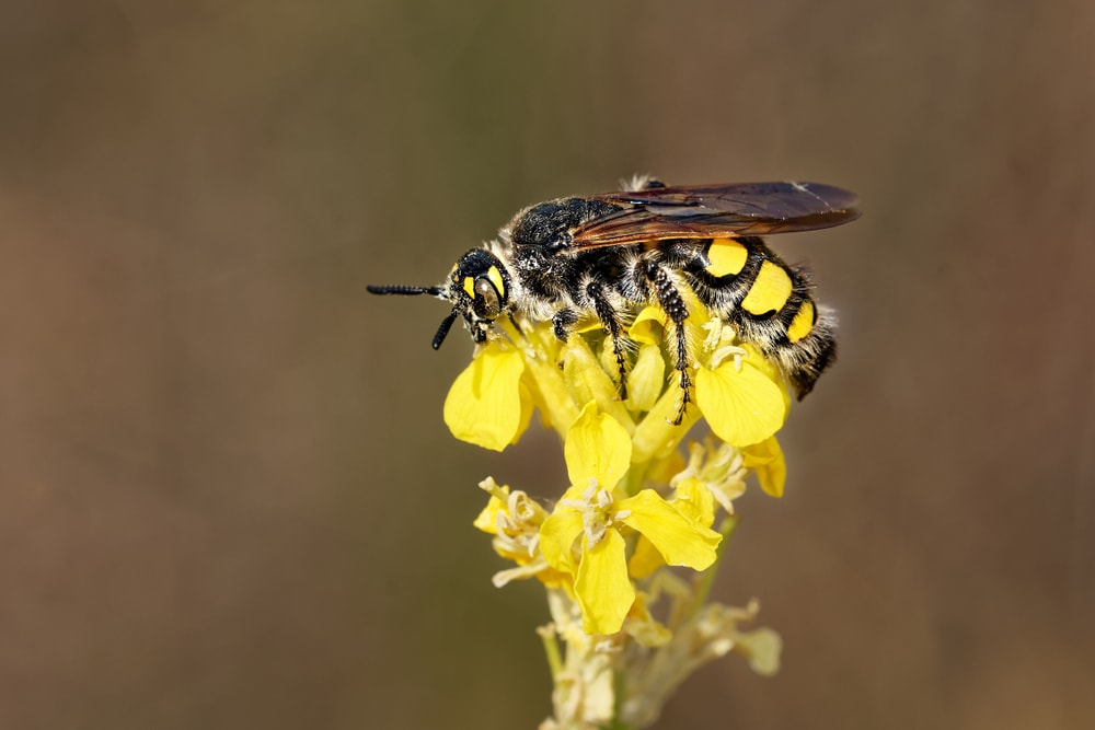 Scoliid wasps standing on a yellow flower