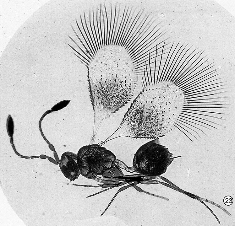 False fairy wasps inside the microscope