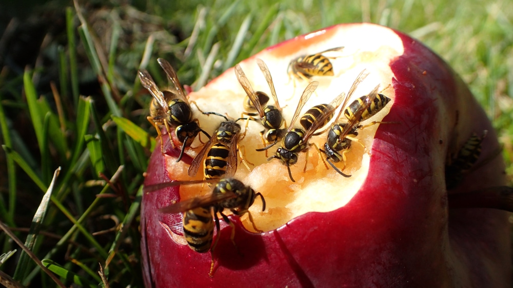 Group of wasps eating an apple
