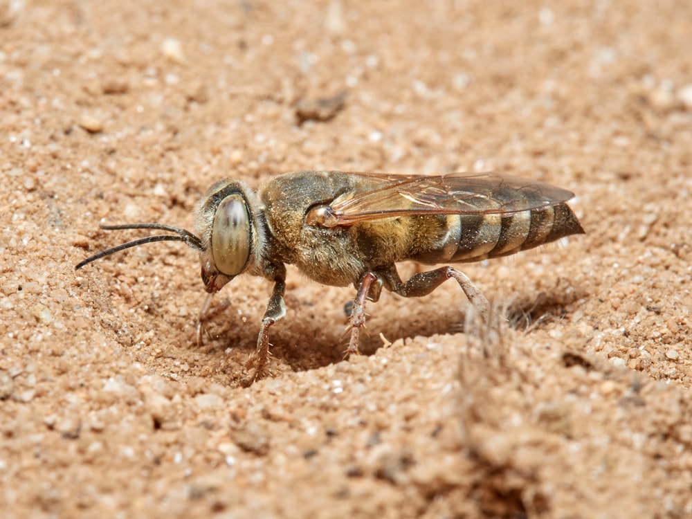 Close up photo of sand wasp