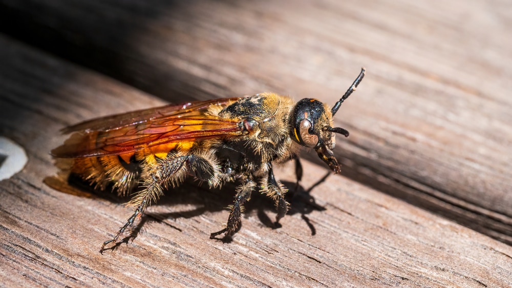 Tiphiid wasps laying on a wooden floor