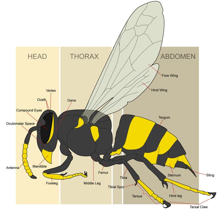 Anatomy of the body of wasp