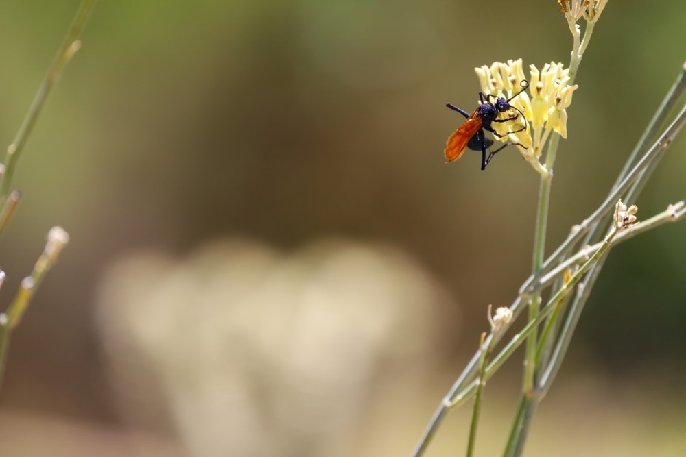 Wasp feeding a nectar flower