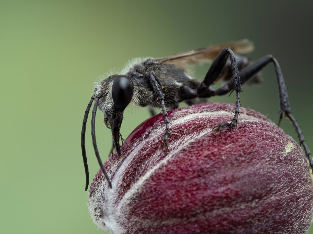 Wasp getting the pollination from a fruit