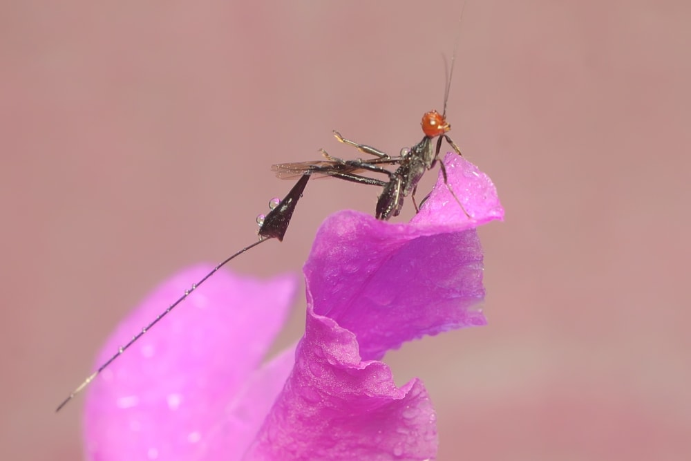 Crown wasp standing in a petal