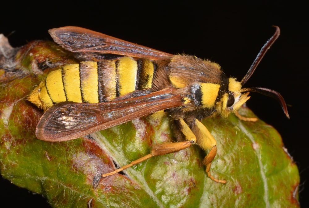 Huge wasps laying on a dead fruit