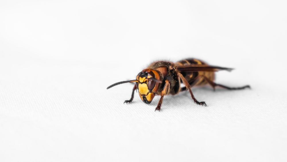 Wasp isolated in a white background
