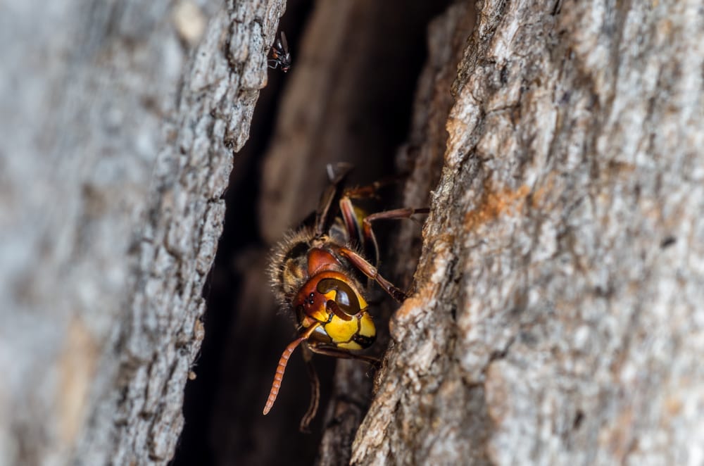 Wasp crawling out of a branch