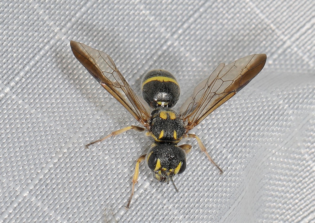 Trigonalid wasps laying on a tissue