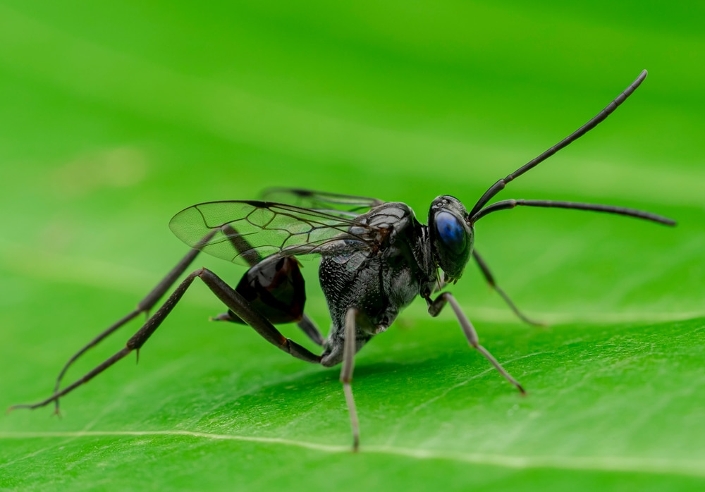 Ensign wasp standing on a green leaf