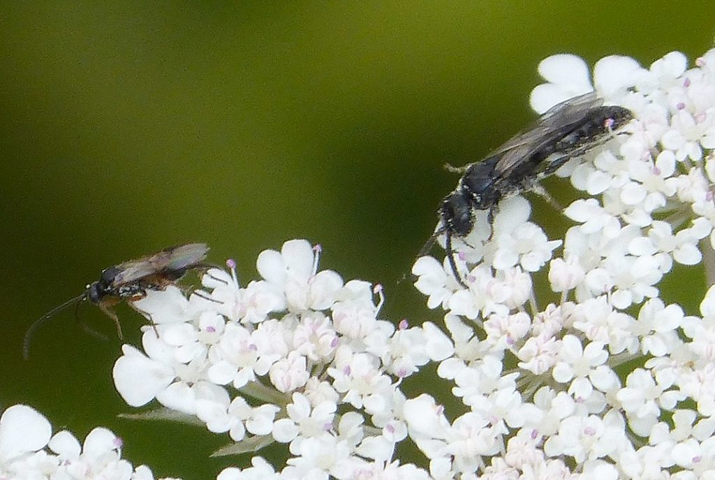 Proctotrupid wasps getting nectar on white flowers