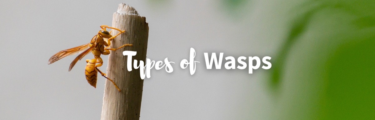 Types of wasps featured image