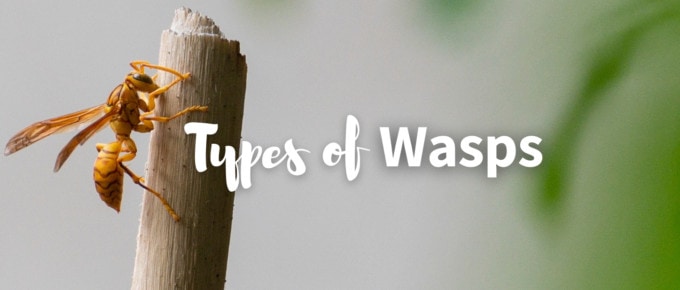 Types of wasps featured image