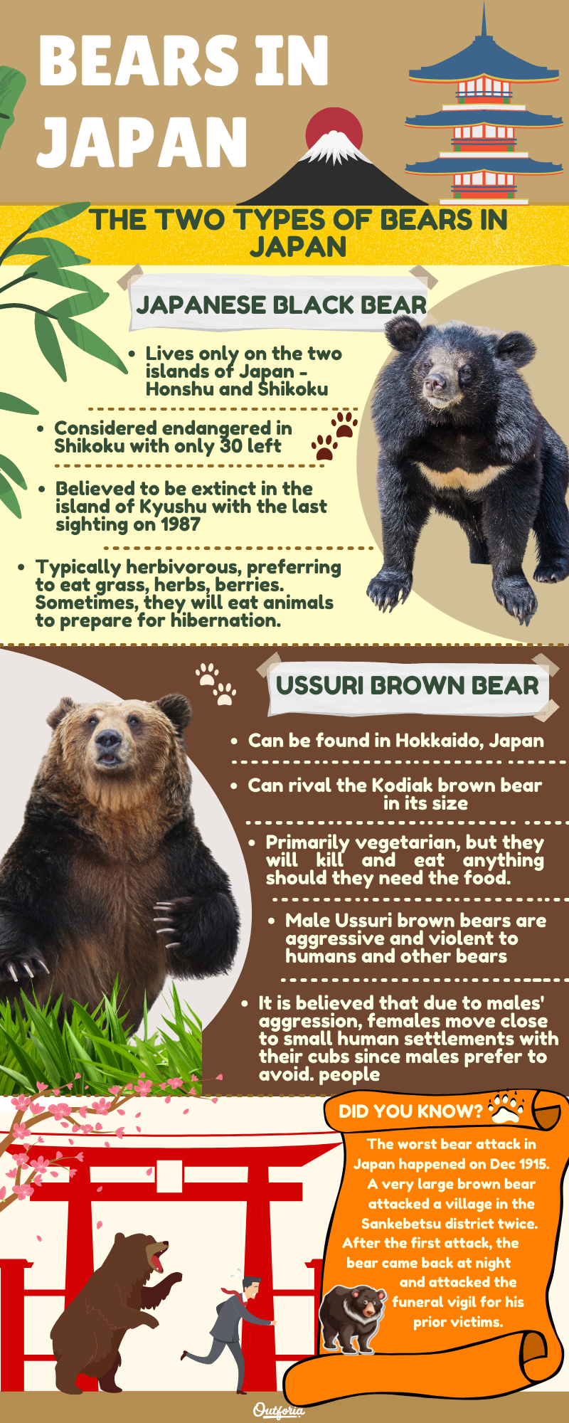 bears in Japan infographic and facts about about Japanese black bear and ussuri brown bear