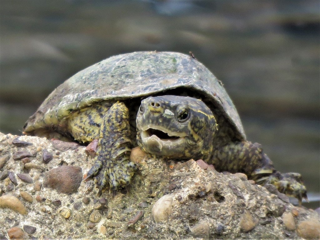 close up image of a Common Musk Turtle (Sternotherus odoratus) on a rock near a lake 