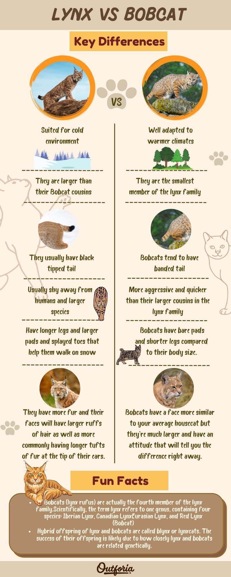 Lynx vs Bobcat chart on their key differences and fun facts about them