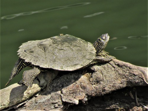 image of a  False Map Turtle (Graptemys pseudogeographica) out of water and basking on a tree log.  False map turtles are one of freshwater turtles in Florida