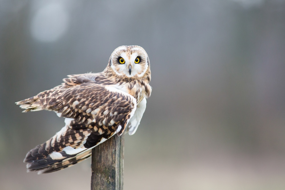 landscape focused image of a short eared owl sitting on a wood post