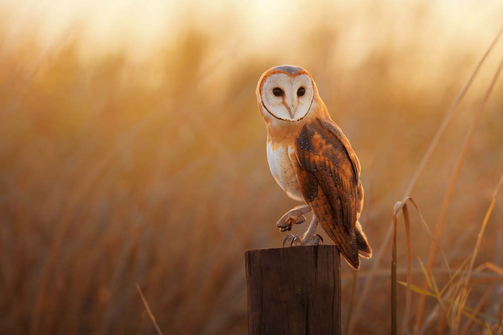 barn owl perched on a tree stump in a grassy field 