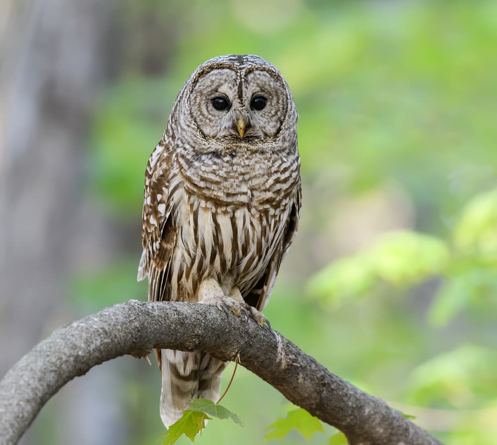 one of the owls in Florida, the barred owl sitiing on a tree log