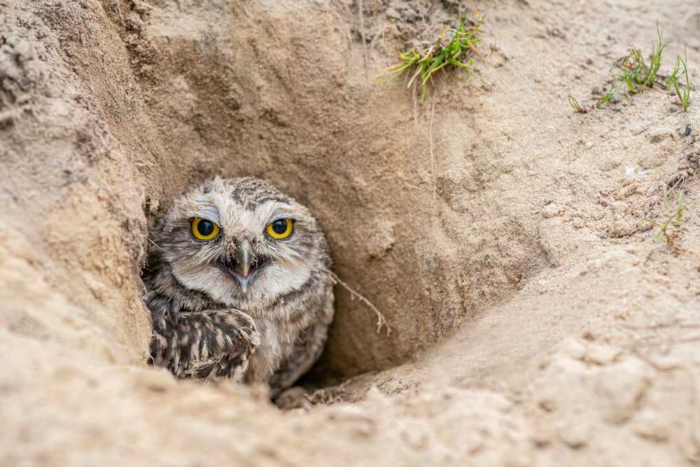 image of a burrowing owl, one of the owls in Florida. peeping from its burrow on the ground