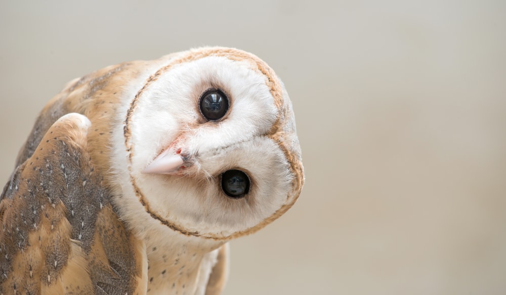 close up headshot of a barn owl tilting its head