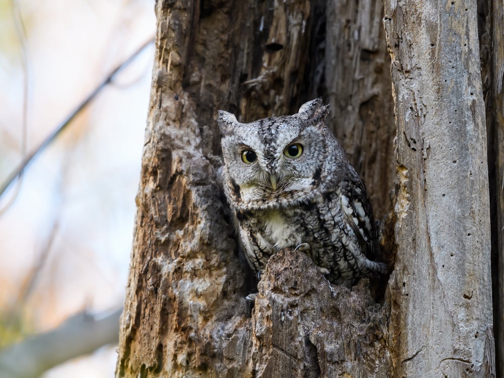 image of an Eastern Screech-owl, one of the owls in Florida, in a tree hole. 