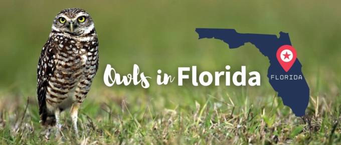 owls in Florida featured image