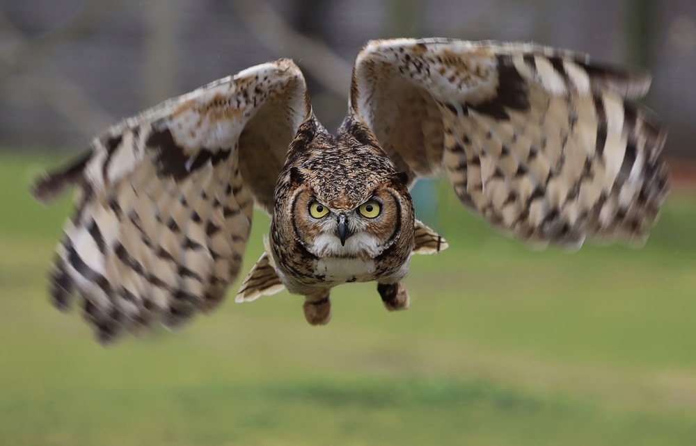 image of a great horned owl, one of the owls in Florida , during flight