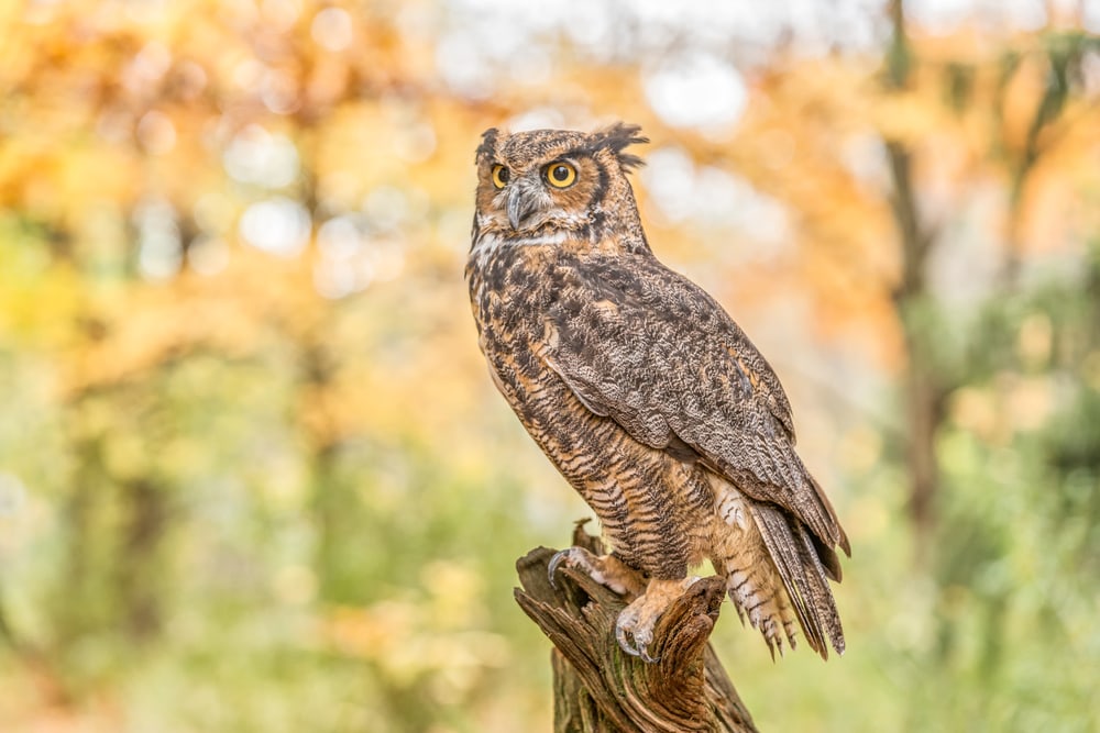 image of a great horned owl perched on a tree log in a fall setting