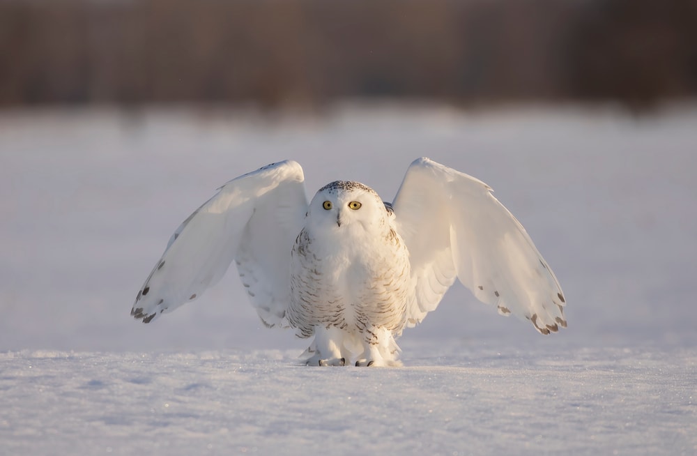 image of a snowy owl standing on a snow-covered ground with wings opened