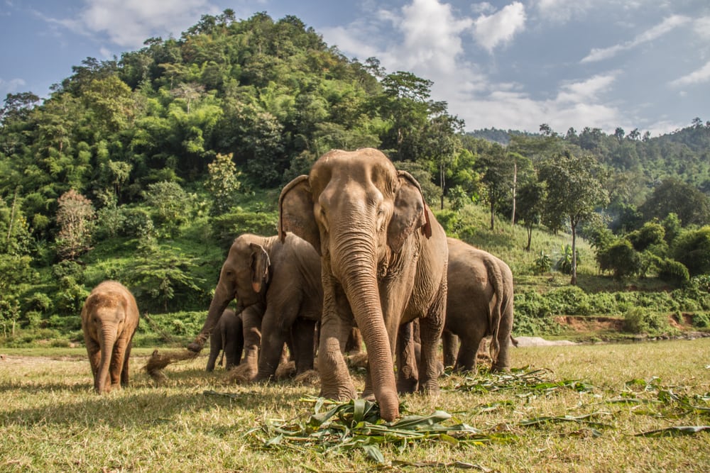 a keystone species example, Elephants in Chiang Mai. Elephant Nature Park, Thailand, 