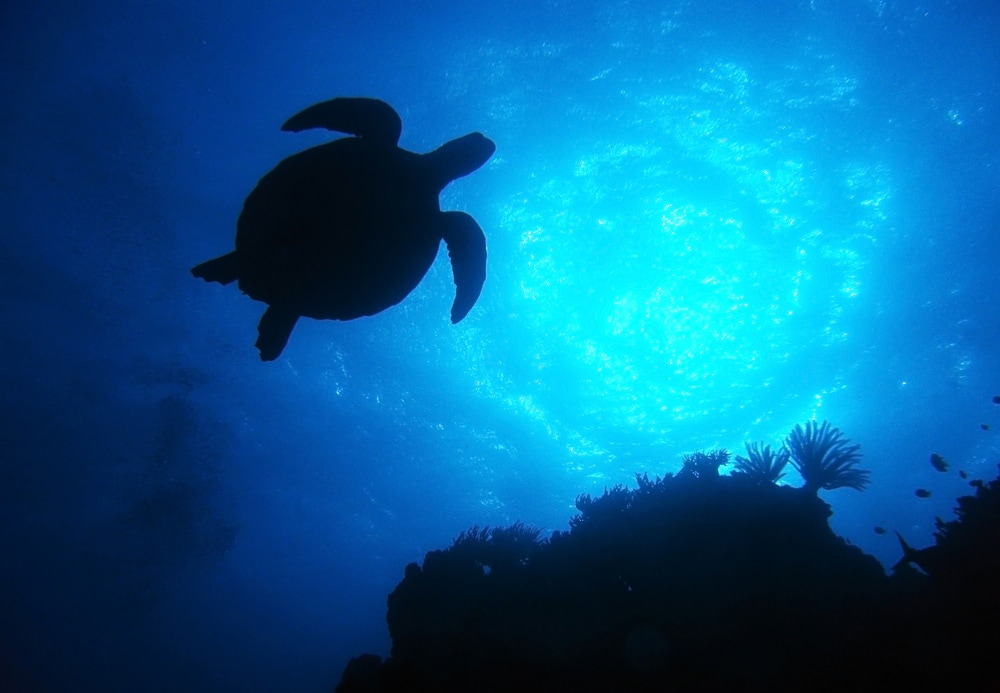 silhouette image of a sea turtle swimming underwater