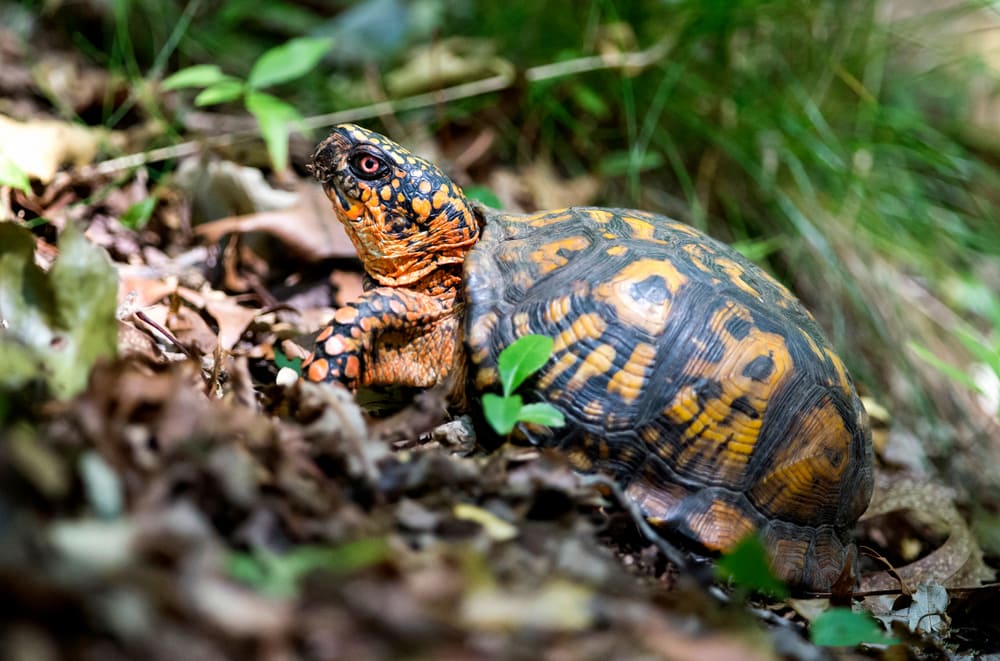 image of Eastern Box Turtle (Terrapene carolina carolina) walking on dried grass