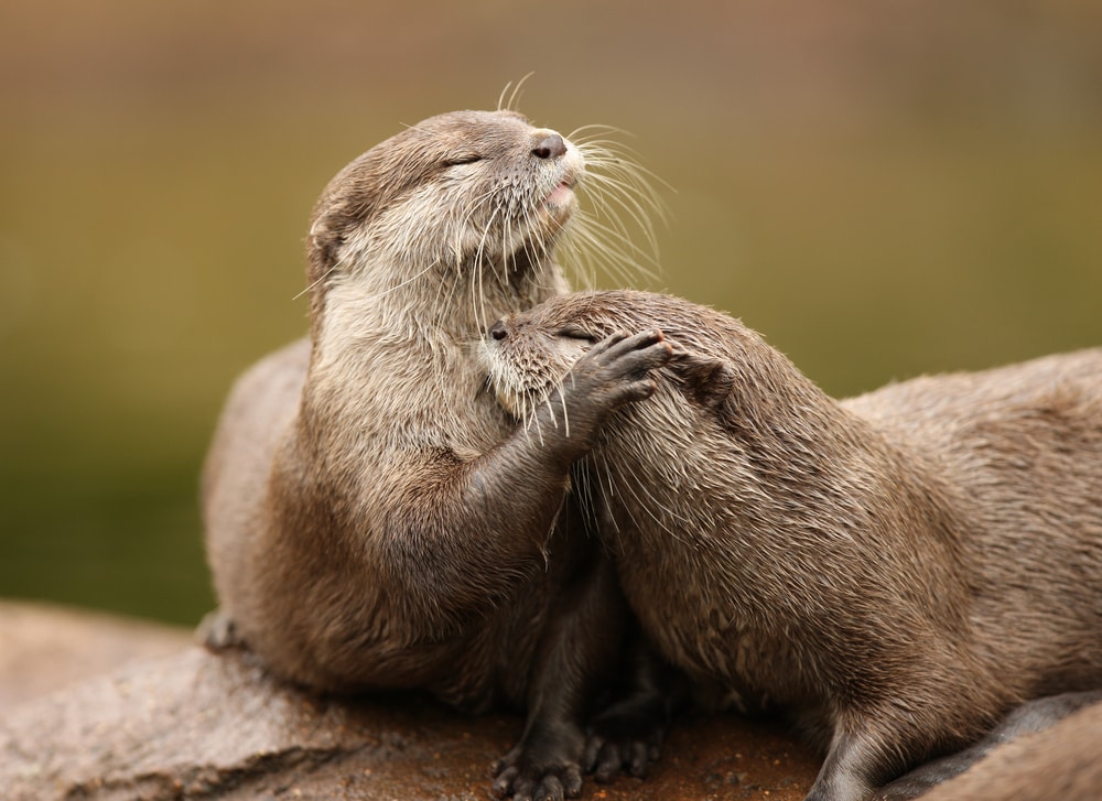 13 Types Of Otters And Where They Live: With Facts and Images - Outforia
