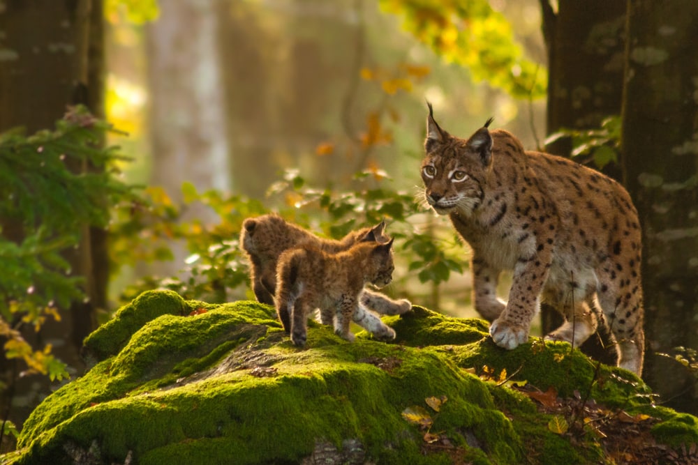 a mother lynx with her two young lynxes standing on a mossy rock in a forest