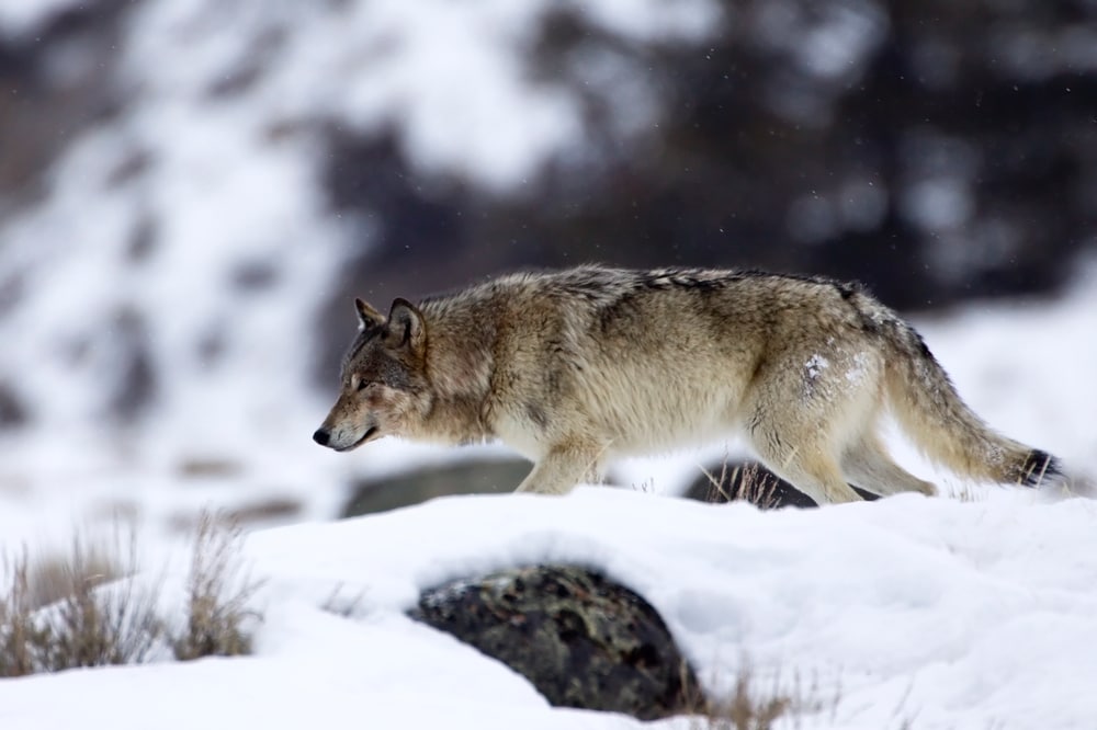 one of the keystone species examples,  a grey wolf walking in a snowy field in Yellowstone National Forest, usa