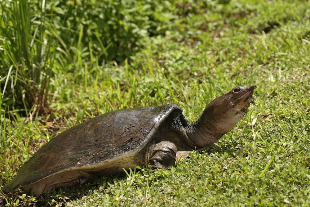 image of Soft Shelled Turtle, also called Florida Softshell Turtle (Apalone ferox) basking on grass at Florida Everglades National Park