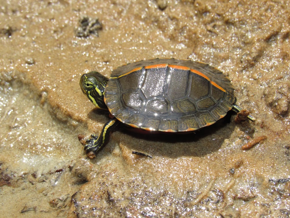 image of a Southern Painted turtle or 