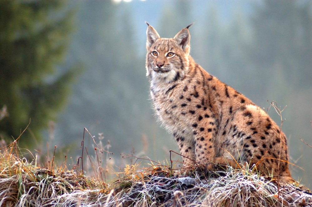 image of a Eurasian lynx or Lynx Lynx sitting on dried grass in a forest setting